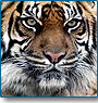 Sariska Wildlife Tour