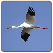 Siberian Cranes, Bharatpur Tour