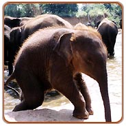 Elephant, South India Wildlife Tour