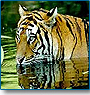 South India Wildlife Tour