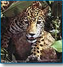 Standard Wildlife Tour