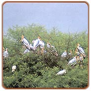 Birds, Sultanpur Tours & Travels