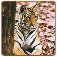 Tiger, Sariska Travels