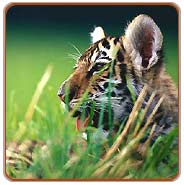 Tiger, Bandhavgarh Tours & Travels