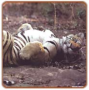 Tiger, Bandhavgarh Travel Packages