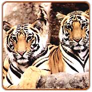 Tiger, Bandhavgarh Tours
