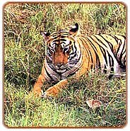 Tiger, Bandhavgarh Travels