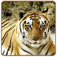 Bandhavgarh Tiger, Bandhavgarh Wildlife Tourism