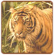 Tiger, Corbet Tours