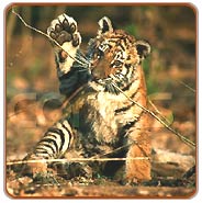 Tiger, Ranthambhore Vacations