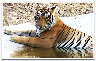 Great Indian Wildlife Tour