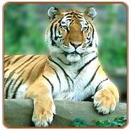 Tiger, Corbet Travels