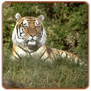 Kanha Tiger, Kanha Wildlife Safari