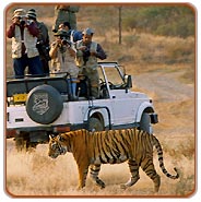 Tiger Photographic Safari India