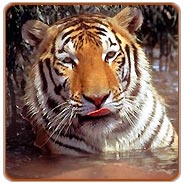Tiger, Ranthambhore Vacations