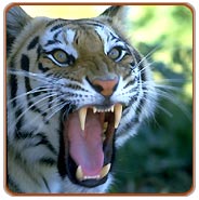 Ranthambore Tiger, Ranthambore Wildlife Tour
