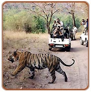 Tiger Safari, Bandhavgarh Travel