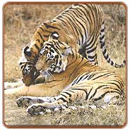 Tigers, Sariska Tours