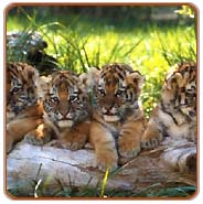 Tiger Club, Sunderban Tours
