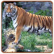 Tiger, Bandhavgarh Travels