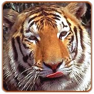 Ranthambore Tiger Safari