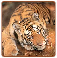 Tiger, Bandavgarh Wildlife Tour