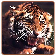 Tiger, Dudhwa National Park Holidays