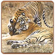 Tigers, Sariska Holiday Vacations