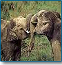 Wildlife in India