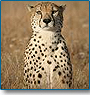 Wildlife & Culture Tour