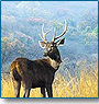 Wildlife of East India Tour 