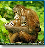 Wildlife Holidays in India