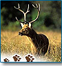 National Park Vacation 