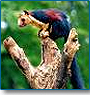 Wildlife and Beaches of Kerala 