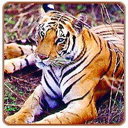 Ranthambore Tiger Tour