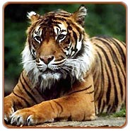 Bandavgarh Tiger Safari