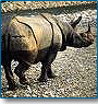 Wildlife Tour Packages