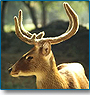 Wildlife Tour of Rajasthan with Classical India