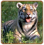 Tiger, Delhi Zoo Tour