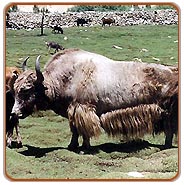 Wildlife Tourism of Leh & Ladakh