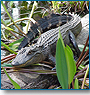 Great Wildlife Wonder
