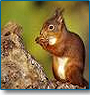 Natures Wonders Wildlife Safari 