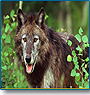 Wonderful Wildlife Tours 